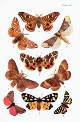Verschiedene Arten von Nachtfaltern, Illustration aus dem 1927 veröffentlichten Buch Schmetterlinge, Nachtfalter und andere Insekten und Geschöpfe der ländlichen Natur